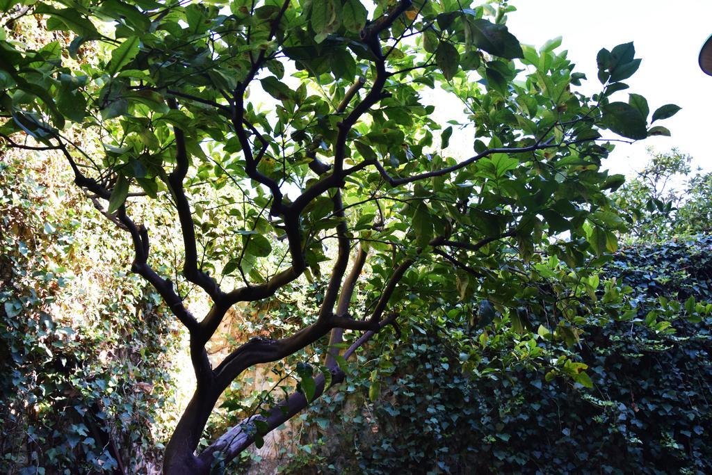 Artroom Garden Noto Exteriör bild